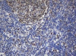 Ki67 Monoclonal Antibody (OTI8H5), TrueMAB , OriGene 100 &mu;L; Unconjugated:Antibodies,