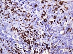 Ki67 Mouse anti-Human, Clone: OTI9H7, liquid, TrueMAB 100 &mu;L; Unconjugated:Antibodies,