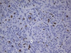 Ki67 Monoclonal Antibody (OTI5B10), TrueMAB , OriGene 100 &mu;L; Unconjugated:Antibodies,