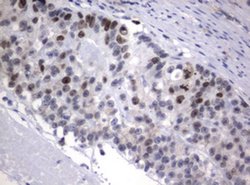 Ki67 Monoclonal Antibody (OTI9C3), TrueMAB , OriGene 100 &mu;L; Unconjugated:Antibodies,