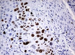 Ki67 Rat anti-Human, Clone: OTI3B6, lyophilized, TrueMAB 100 &mu;g; Unconjugated:Antibodies,
