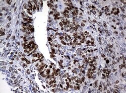 Ki67 Rat anti-Human, Clone: OTI3B6, lyophilized, TrueMAB 100 &mu;g; Unconjugated:Antibodies,