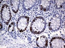 Ki67 Rat anti-Human, Clone: OTI3B6, lyophilized, TrueMAB 100 &mu;g; Unconjugated:Antibodies,