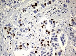 Ki67 Rat anti-Human, Clone: OTI5D7, liquid, TrueMAB 100 &mu;L; Unconjugated:Antibodies,