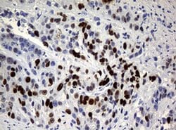 Ki67 Rat anti-Human, Clone: OTI5D7, liquid, TrueMAB 100 &mu;L; Unconjugated:Antibodies,