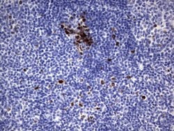 Ki67 Monoclonal Antibody (OTI6C12), TrueMAB , OriGene 100 &mu;L; Unconjugated:Antibodies,