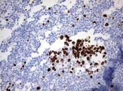 Ki67 Monoclonal Antibody (OTI9H1), TrueMAB , OriGene 100 &mu;L; Unconjugated:Antibodies,