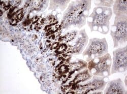 Ki67 Monoclonal Antibody (OTI9H1), TrueMAB , OriGene 100 &mu;L; Unconjugated:Antibodies,
