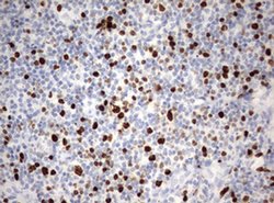 Ki67 Monoclonal Antibody (OTI8B11), TrueMAB , OriGene 100 &mu;L; Unconjugated:Antibodies,