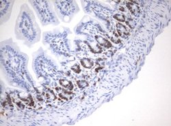 Ki67 Monoclonal Antibody (OTI8B11), TrueMAB , OriGene 100 &mu;L; Unconjugated:Antibodies,