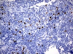 Ki67 Monoclonal Antibody (OTI14G1), TrueMAB , OriGene 100 &mu;L; Unconjugated:Antibodies,