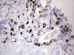 Ki67 Monoclonal Antibody (OTI14G1), TrueMAB , OriGene 100 &mu;L; Unconjugated:Antibodies,