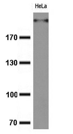 Ki67 Monoclonal Antibody (OTI2B4), TrueMAB , OriGene 100 &mu;L; Unconjugated:Antibodies,