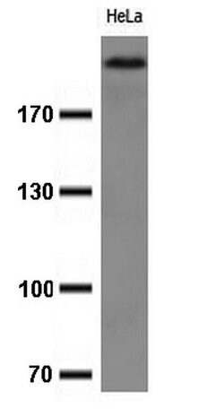 Ki67 Mouse anti-Human, Clone: OTI9H7, liquid, TrueMAB 100 &mu;L; Unconjugated:Antibodies,
