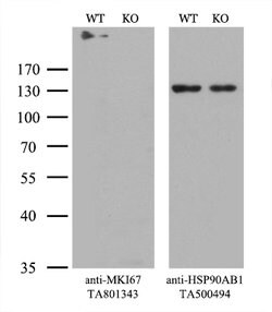 Ki67 Rat anti-Human, Clone: OTI3B6, lyophilized, TrueMAB 100 &mu;g; Unconjugated:Antibodies,