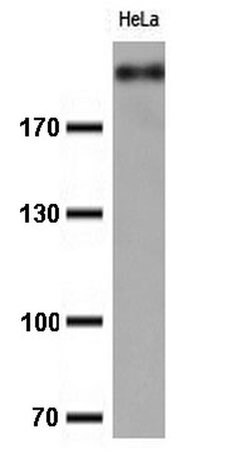 Ki67 Monoclonal Antibody (OTI8B11), TrueMAB , OriGene 100 &mu;L; Unconjugated:Antibodies,