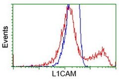 L1CAM Monoclonal Antibody (OTI1A8), TrueMAB , OriGene:Antibodies:Primary