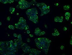 L1CAM Mouse anti-Human, Clone: OTI2C7, lyophilized, TrueMAB 100 &mu;g;