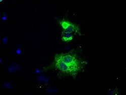 L1CAM Mouse anti-Human, Clone: OTI4F4, lyophilized, TrueMAB 100 &mu;g;