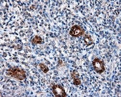 L1CAM Mouse anti-Human, Clone: OTI2H5, liquid, TrueMAB 100 &mu;L; Unconjugated:Antibodies,