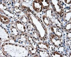 L1CAM Mouse anti-Human, Clone: OTI2H5, liquid, TrueMAB 100 &mu;L; Unconjugated:Antibodies,