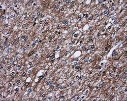 L1CAM Mouse anti-Human, Clone: OTI2H5, liquid, TrueMAB 100 &mu;L; Unconjugated:Antibodies,