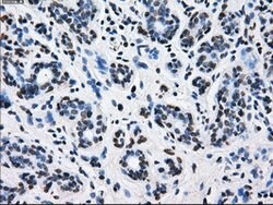 L1CAM Mouse anti-Human, Clone: OTI4F4, lyophilized, TrueMAB 100 &mu;g;