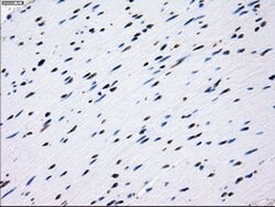 L1CAM Mouse anti-Human, Clone: OTI4F4, lyophilized, TrueMAB 100 &mu;g;