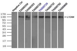 L1CAM Mouse anti-Human, Clone: OTI2C7, lyophilized, TrueMAB 100 &mu;g;