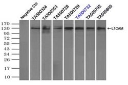 L1CAM Mouse anti-Human, Clone: OTI2H5, liquid, TrueMAB 100 &mu;L; Unconjugated:Antibodies,
