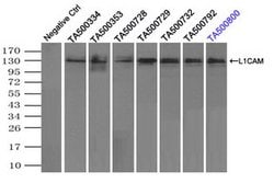 L1CAM Mouse anti-Human, Clone: OTI4F4, lyophilized, TrueMAB 100 &mu;g;