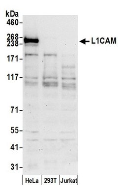 L1CAM/LI Rabbit anti-Human, Polyclonal, Bethyl Laboratories 100 &mu;L;