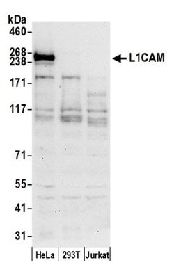 L1CAM/LI Polyclonal Antibody, Bethyl Laboratories 20 &mu;L; Unconjugated:Antibodies,