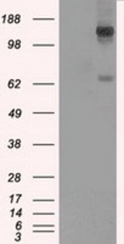 L1CAM Mouse anti-Human, Clone: OTI2C7, lyophilized, TrueMAB 100 &mu;g;