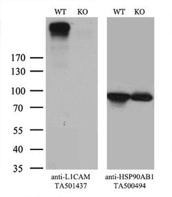 L1CAM Monoclonal Antibody (OTI1A8), TrueMAB , OriGene 30 &mu;L; Unconjugated:Antibodies,