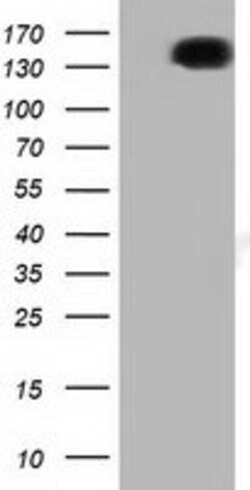 L1CAM Mouse anti-Canine, Human, Clone: OTI2G9, lyophilized, TrueMAB 100