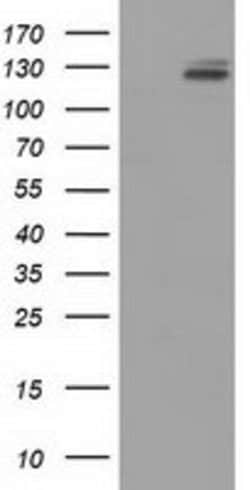 L1CAM Mouse anti-Human, Clone: OTI2B11, lyophilized, TrueMAB 100 &mu;g;