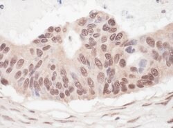 L3MBTL2 Rabbit anti-Human, Polyclonal, Bethyl Laboratories 100 &mu;L; Unconjugated:Antibodies,