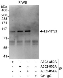 L3MBTL3 Rabbit anti-Human, Polyclonal, Bethyl Laboratories 100 &mu;L | Buy Online | Bethyl Laboratories, Inc | Fisher Scientific