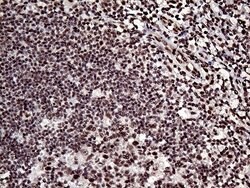 L3MBTL3 Mouse anti-Human, Clone: OTI6D7, lyophilized, TrueMAB 100 &mu;g;