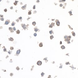 LAG3 Recombinant Rabbit Monoclonal Antibody (BLR028F), Bethyl Laboratories:Antibodies:Primary