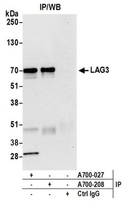 LAG3 Recombinant Rabbit Monoclonal Antibody (BLR027F), Bethyl Laboratories