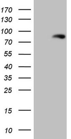 LAG3 Monoclonal Antibody (OTI5C3), TrueMAB , OriGene:Antibodies:Primary