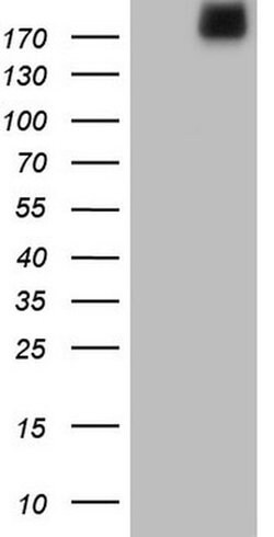 LAMA4 Monoclonal Antibody (OTI5G8), TrueMAB , OriGene 100 &mu;L; Unconjugated:Antibodies,