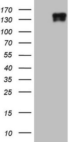 LAMB3 Mouse anti-Human, Clone: OTI1H10, lyophilized, TrueMAB 100 &mu;g;