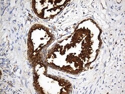 LAMP1 Monoclonal Antibody (OTI8B1), TrueMAB , OriGene:Antibodies:Primary