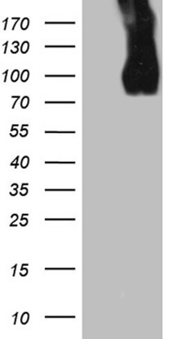 LAMP1 Monoclonal Antibody (OTI1C5), TrueMAB , OriGene 100 &mu;L; Unconjugated:Antibodies,
