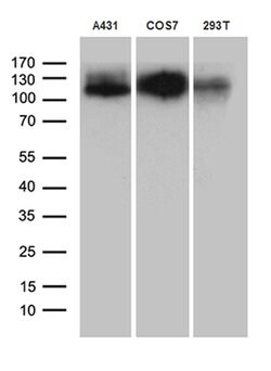 LAMP1 Monoclonal Antibody (OTI1C5), TrueMAB , OriGene 100 &mu;L; Unconjugated:Antibodies,