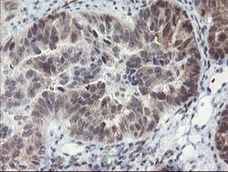 LANCL2 Monoclonal Antibody (OTI2A11), TrueMAB , OriGene 100 &mu;L; Unconjugated:Antibodies,