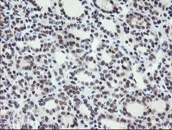 LANCL2 Monoclonal Antibody (OTI2A11), TrueMAB , OriGene 100 &mu;L; Unconjugated:Antibodies,